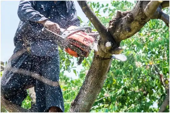 tree services Startup